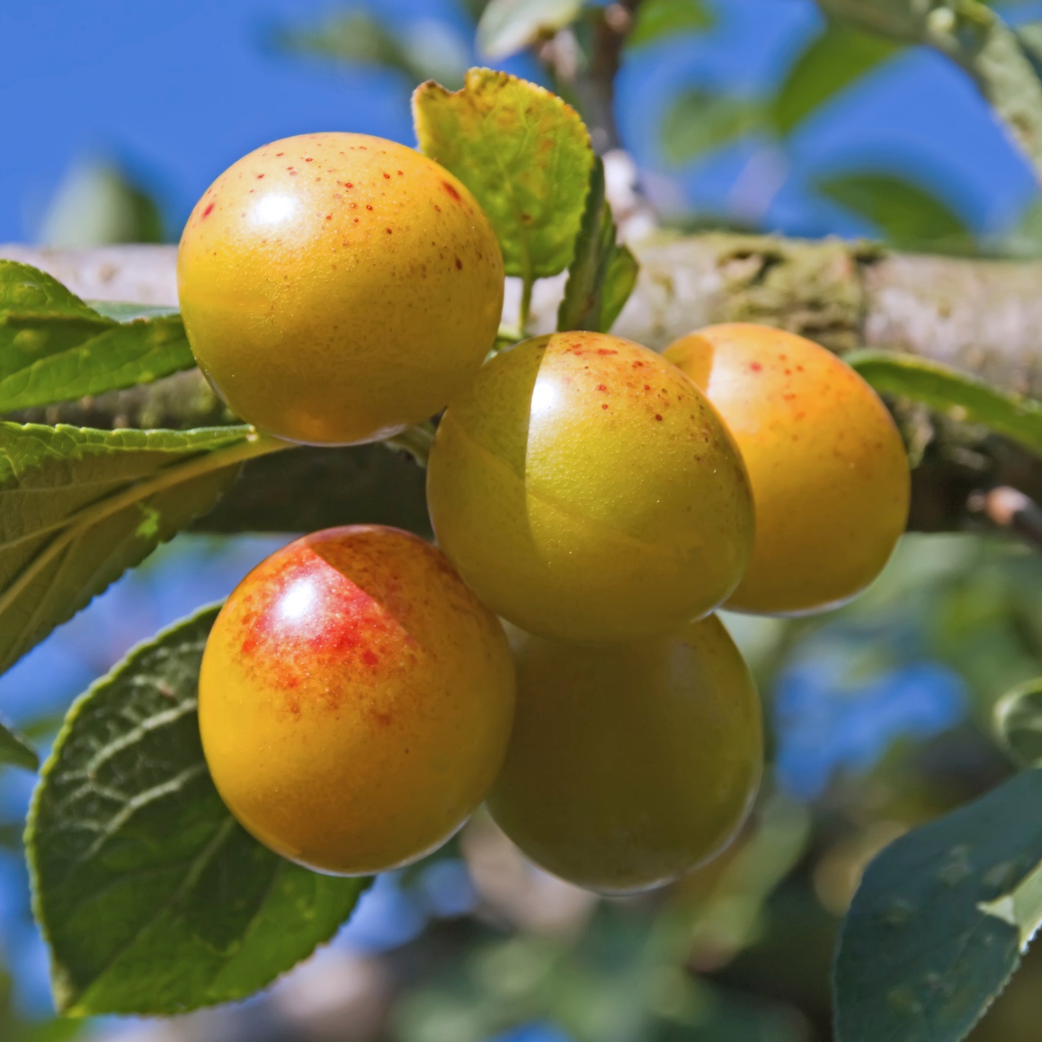 Bio-Mirabellenbaum 'Von Nancy' im Garten