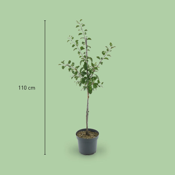 Größe des Bio-Mirabellenbaums 'Von Nancy'
