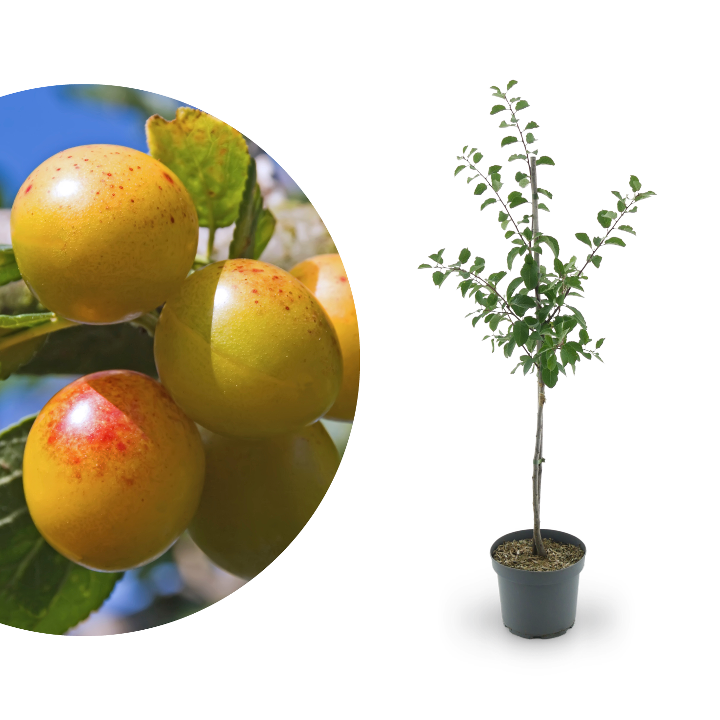 Bio-Mirabellenbaum 'Von Nancy'