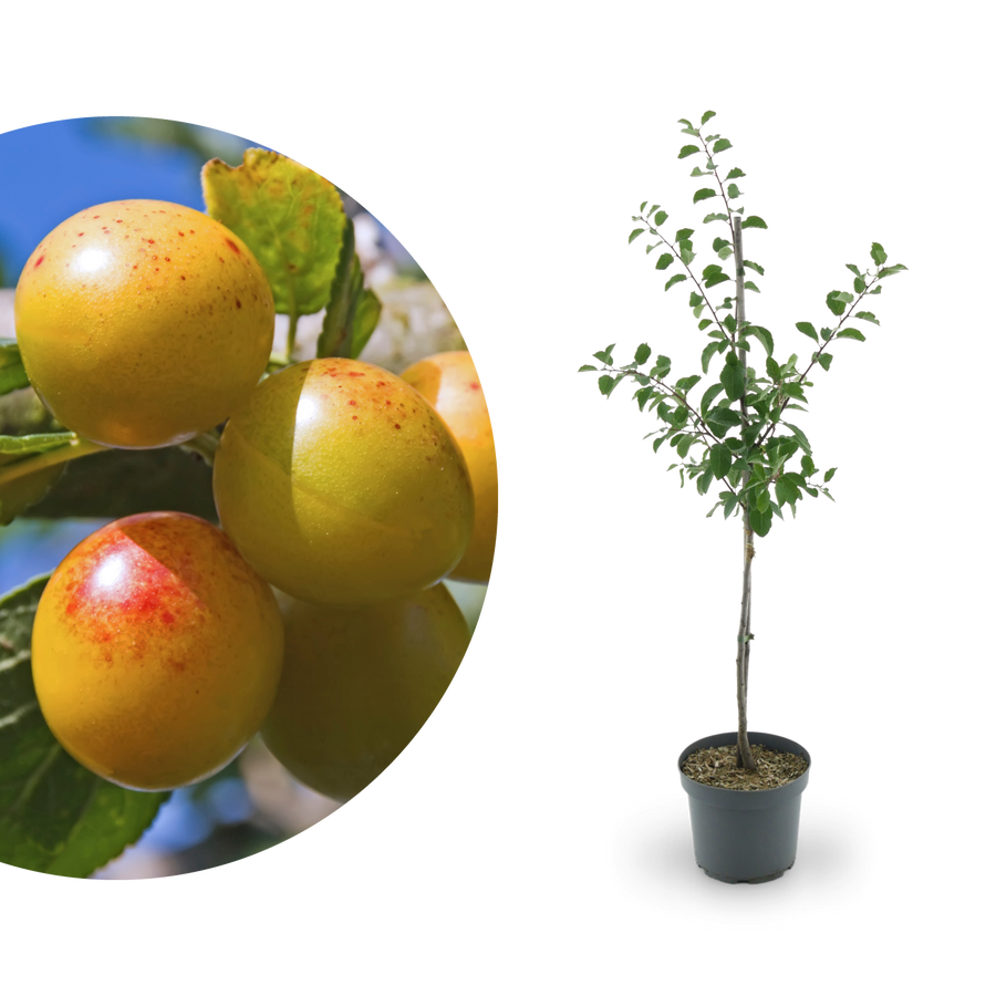 Bio-Mirabellenbaum 'Von Nancy'
