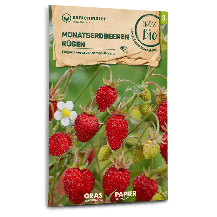 Bio-Monatserdbeeren 'Rügen'