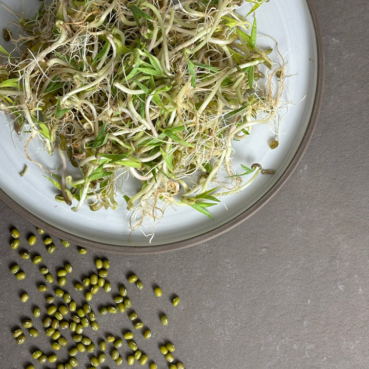 Bio-Mungbohnen Sprossen-Vigna radiata