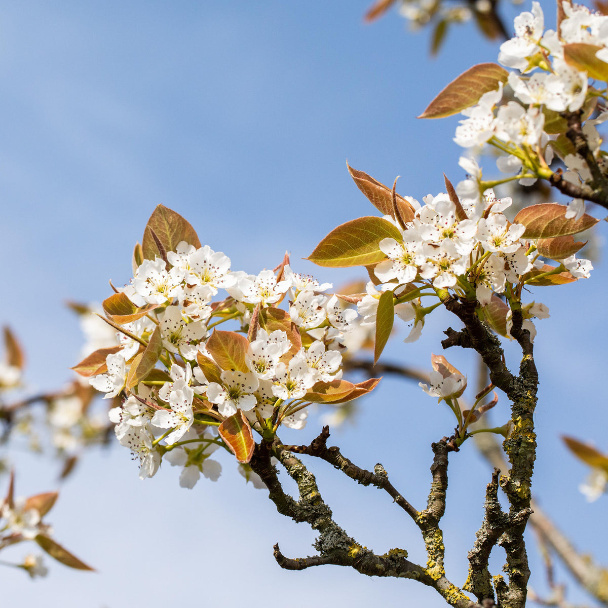 Blüte des Bio-Nashi-Birnbaums 'Kosui'