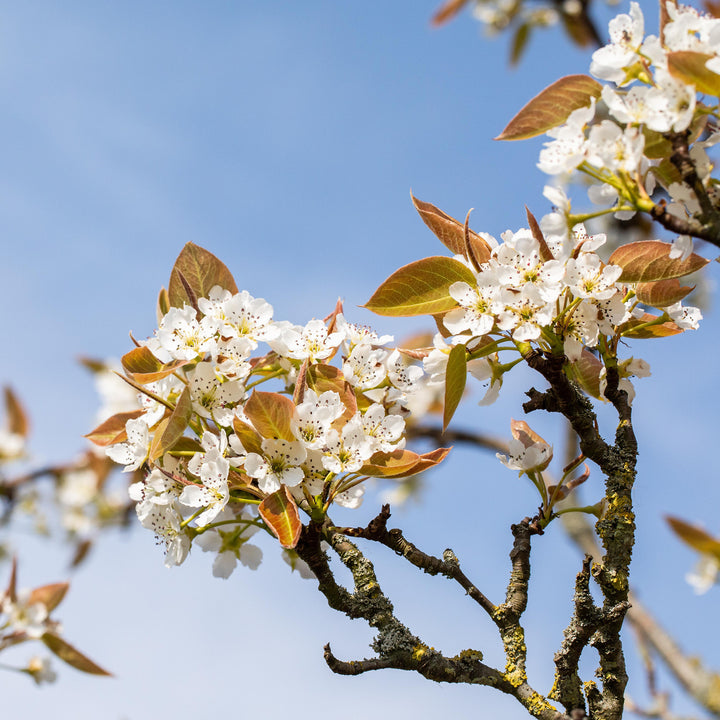 Blüte des Bio-Nashi-Birnbaums 'Kosui'