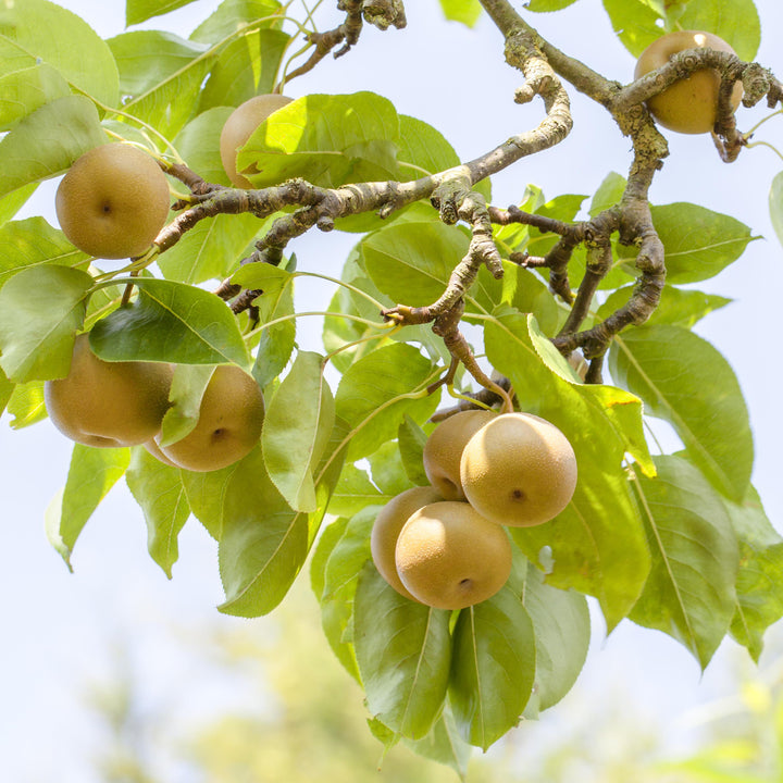 Bio-Nashi-Birnbaum 'Kosui' im Garten