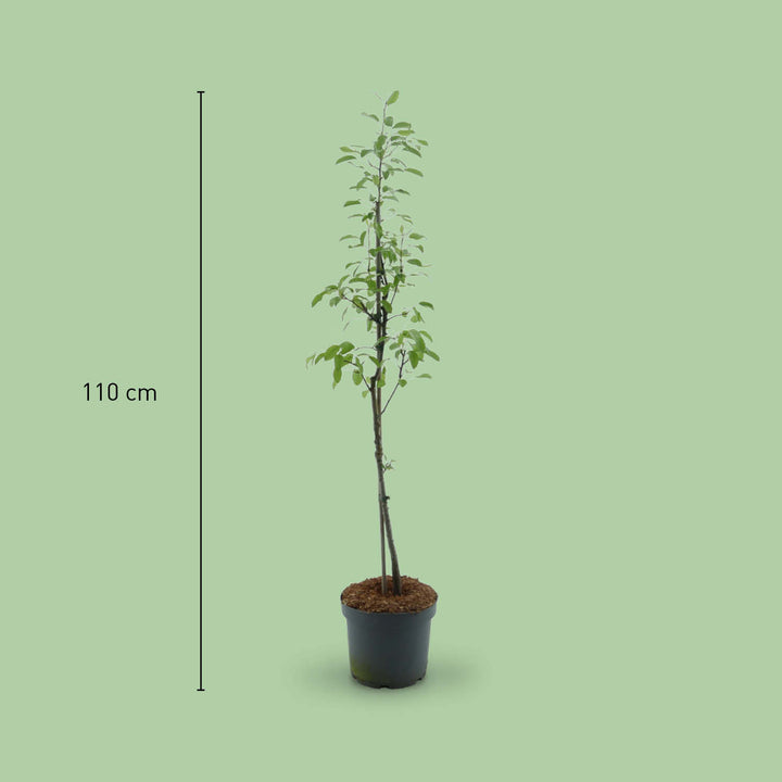 Größe des Bio-Nashi-Birnbaums 'Kosui'