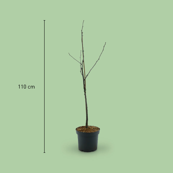 Größe des Bio-Nashi-Birnbaums 'Kosui'