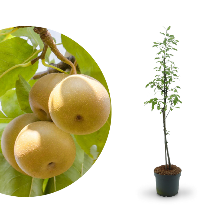 Bio-Nashi-Birnbaum 'Kosui'