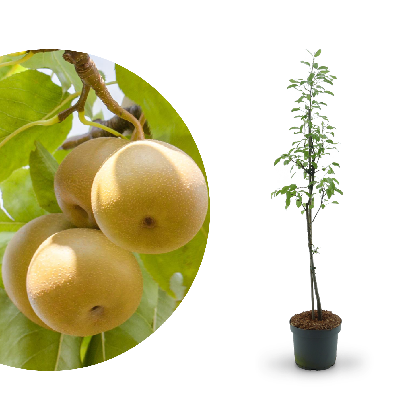 - Sorten, & Pflanzen Vermehren Plantura Nashi-Birne: