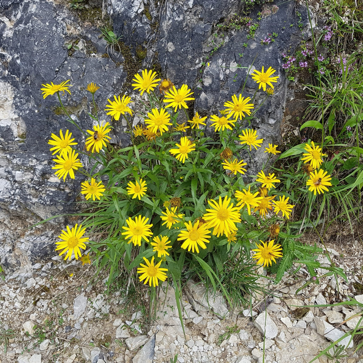Bio-Ochsenauge Wildblume-Buphthalmum salicifolium