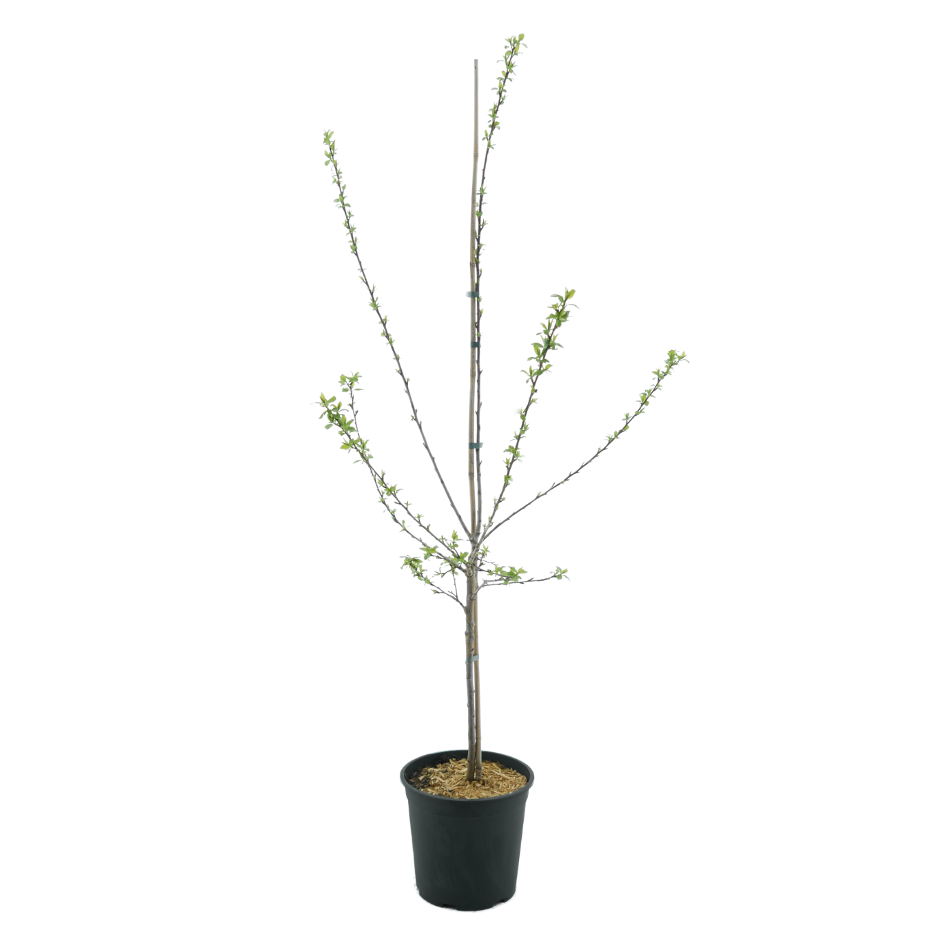 Bio-Pfirsichbaum 'Inka'