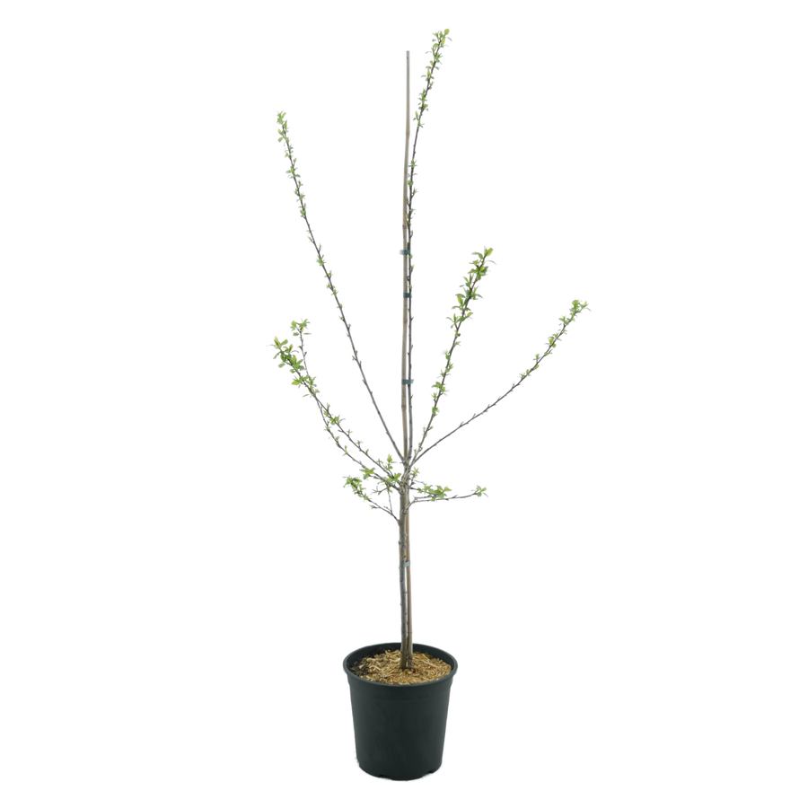 Bio-Pfirsichbaum 'Suncrest'