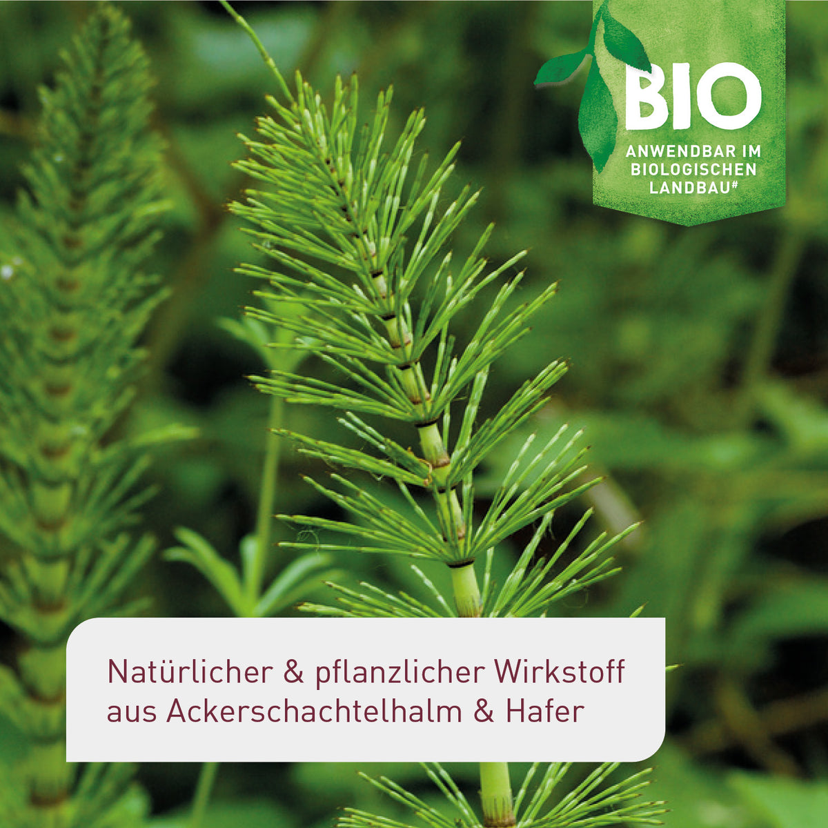 Bio-Pflanzenstärkungsmittel aus Ackerschachtelhalm und Hafer