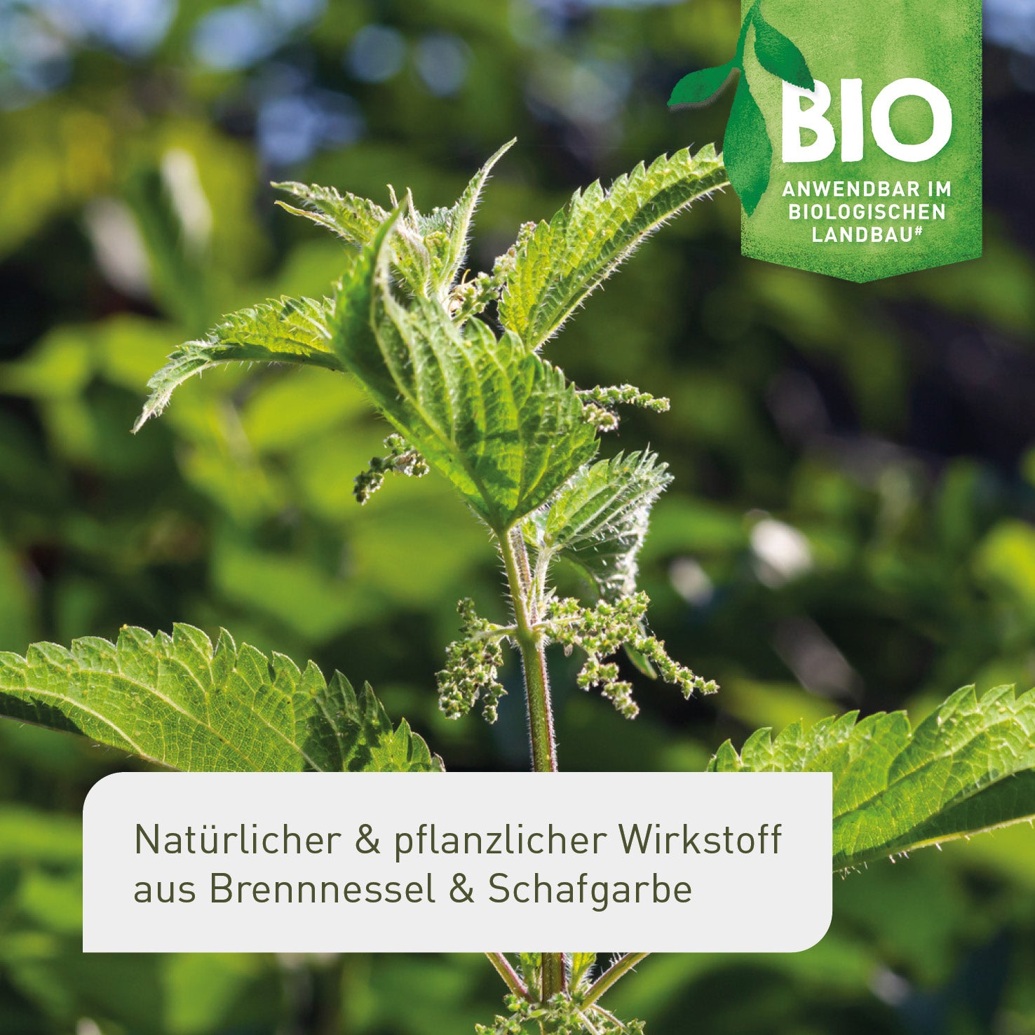 Bio-Pflanzenstärkungsmittel aus Brennnessel und Schafgarbe