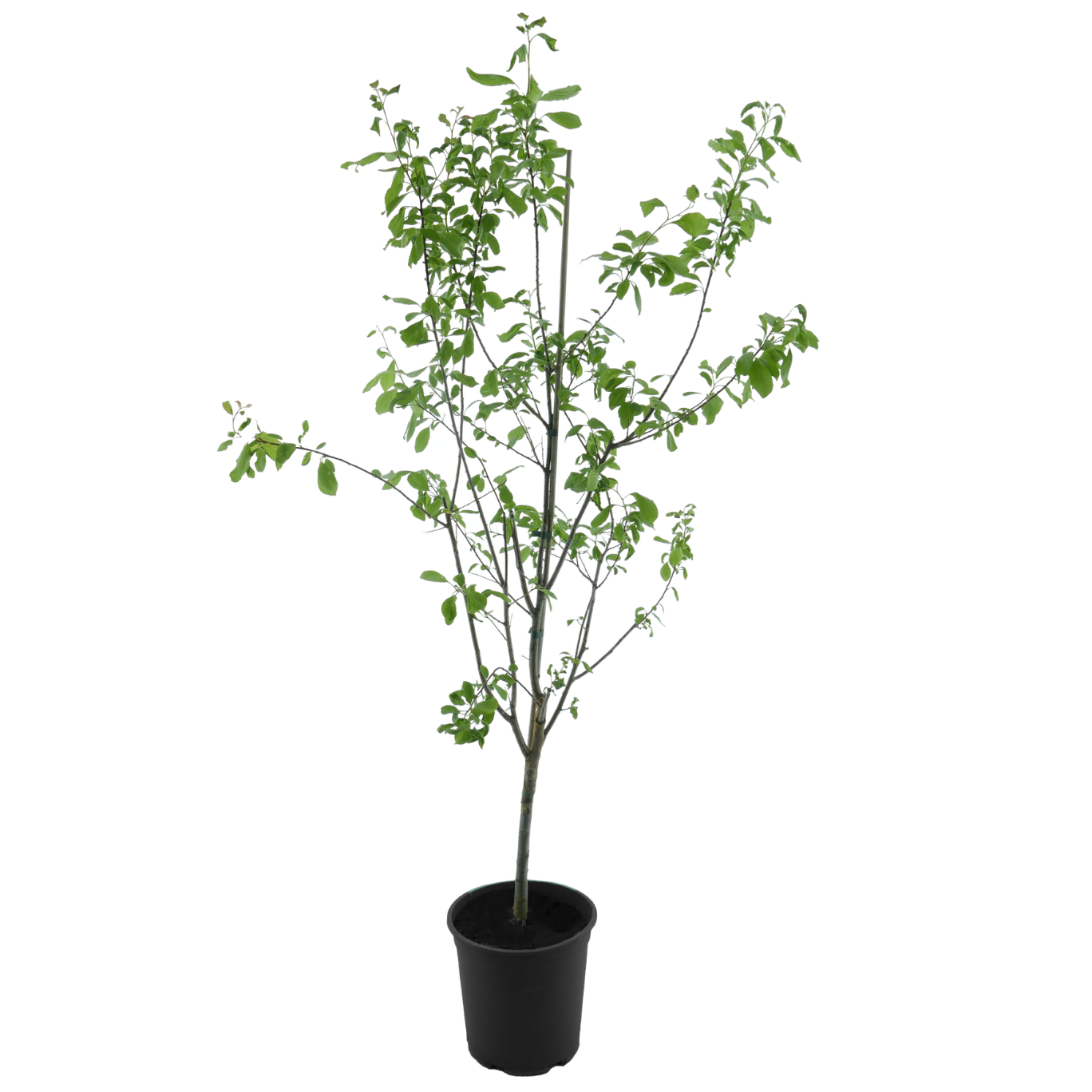 Bio-Pflaumenbaum 'Anna Späth'