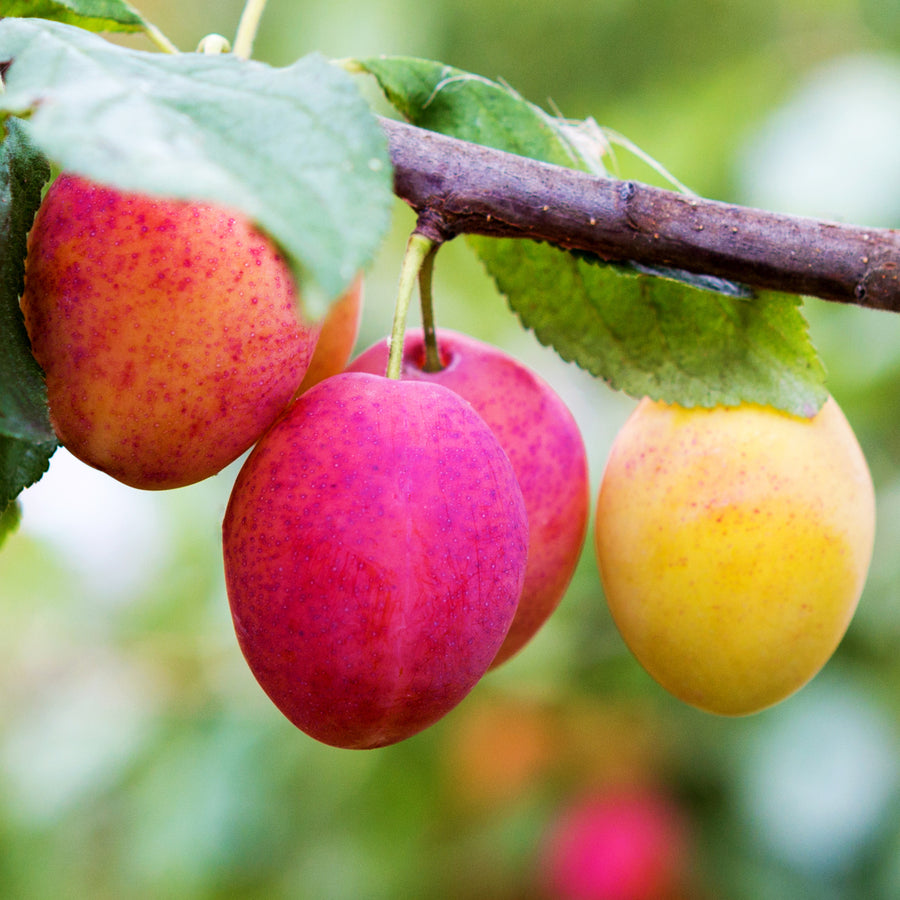 Bio-Pflaumenbaum 'Königin Viktoria' im Garten