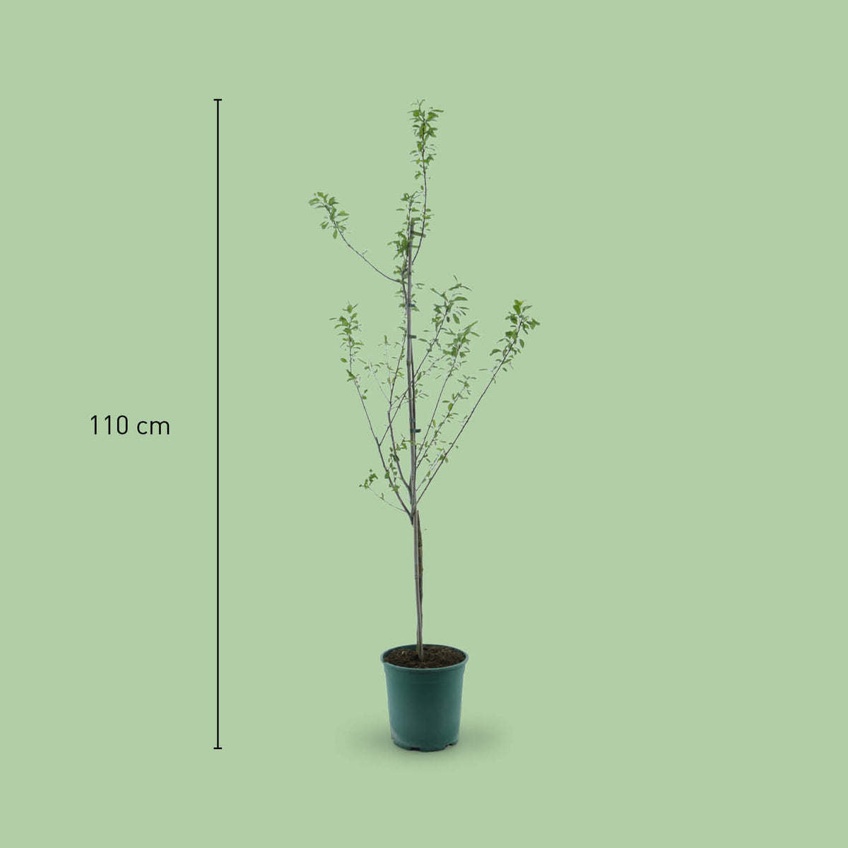 Größe des Bio-Pflaumenbaums 'Königin Viktoria'