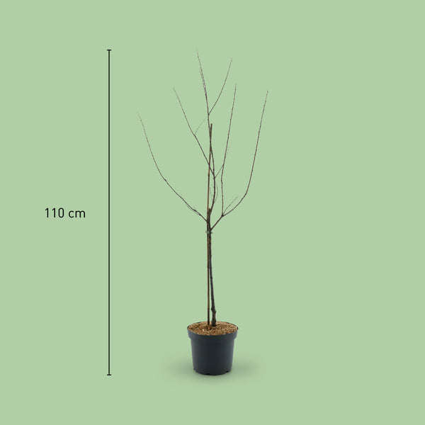Größe des Bio-Pflaumenbaums 'Königin Viktoria'