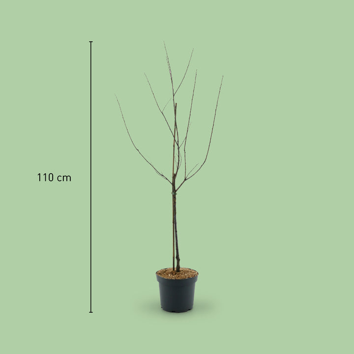 Größe des Bio-Pflaumenbaums 'Königin Viktoria'