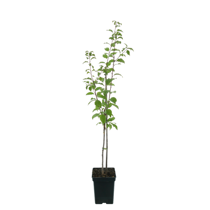 Bio-Pflaumenbaum 'Lia'
