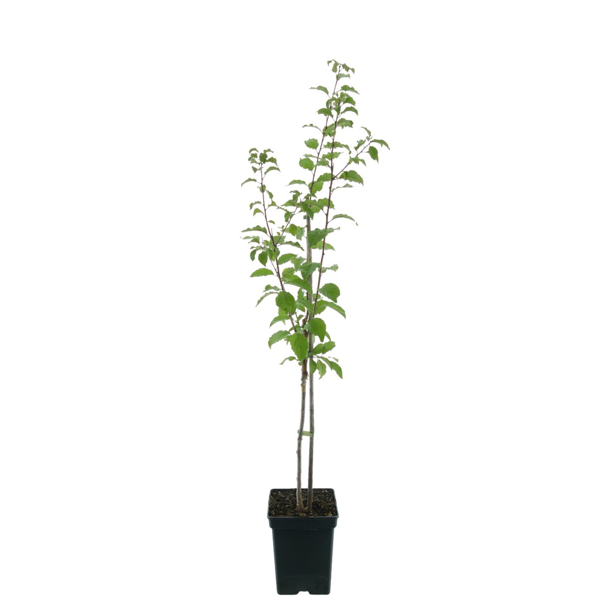 Bio-Pflaumenbaum 'Lia'