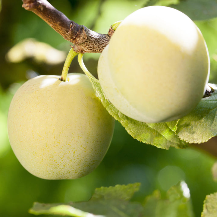 Bio-Pflaumenbaum 'Oullins Reneklode' im Garten