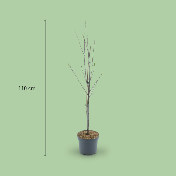 Größe des Bio-Pflaumenbaums 'Oullins Reneklode'