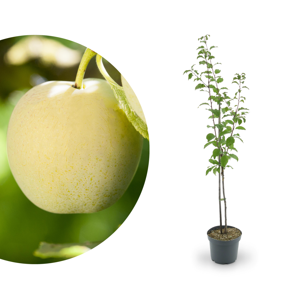 Bio-Pflaumenbaum 'Oullins Reneklode'