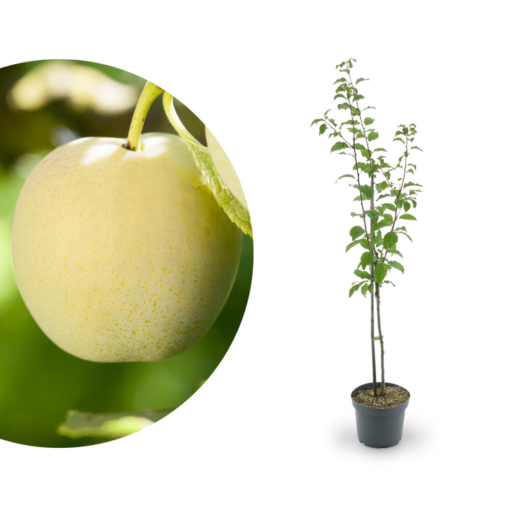 Bio-Pflaumenbaum 'Oullins Reneklode'