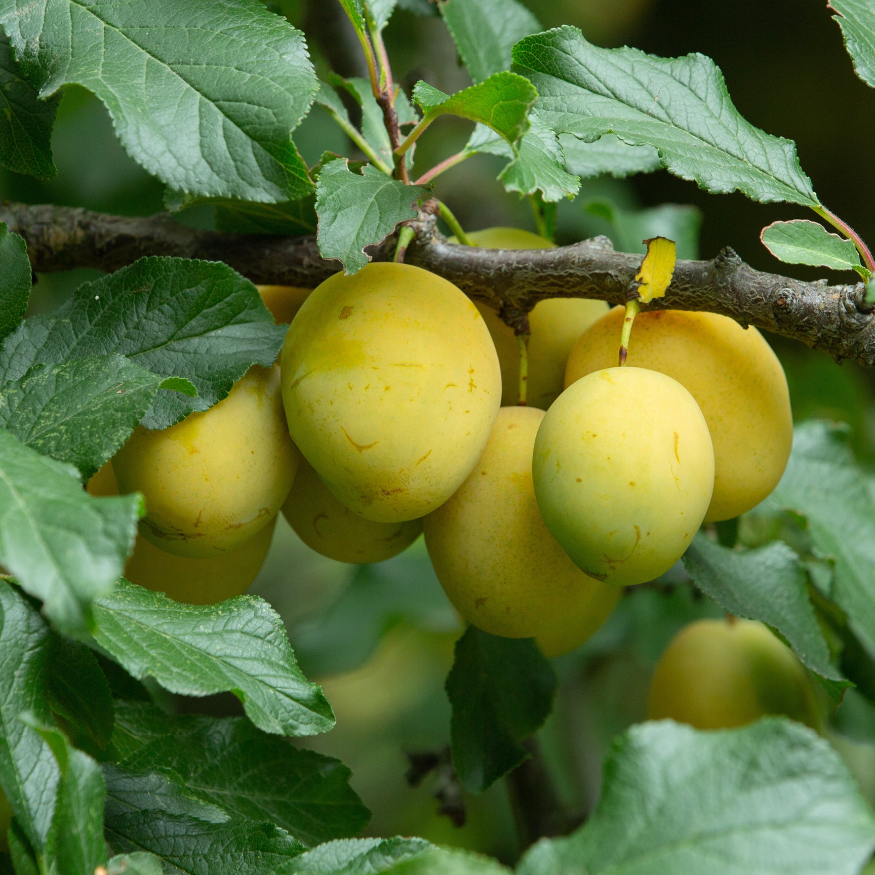 Bio-Pflaumenbaum 'Rheingold' im Garten