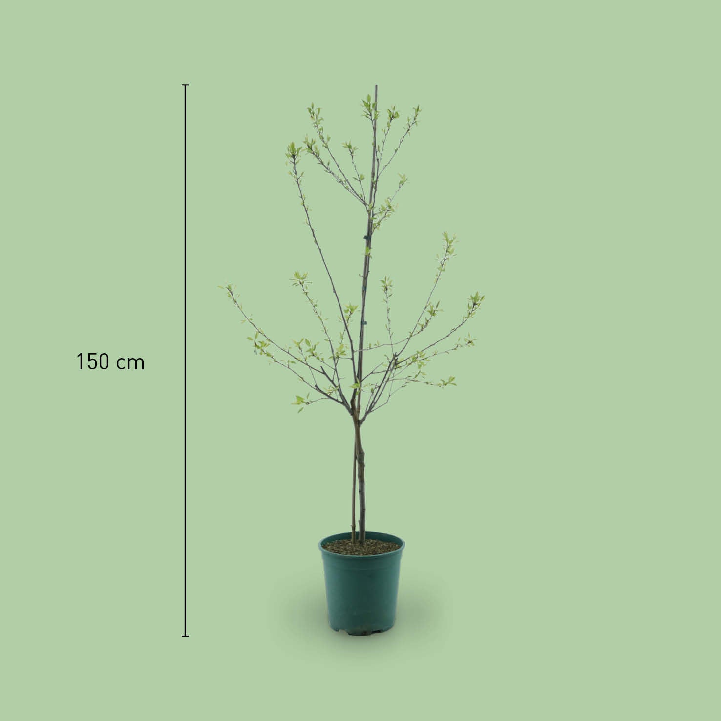 Größe des Bio-Pflaumenbaums 'Rheingold'