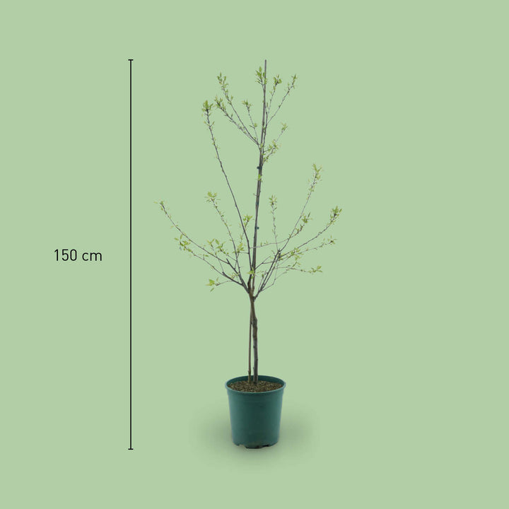 Größe des Bio-Pflaumenbaums 'Rheingold'