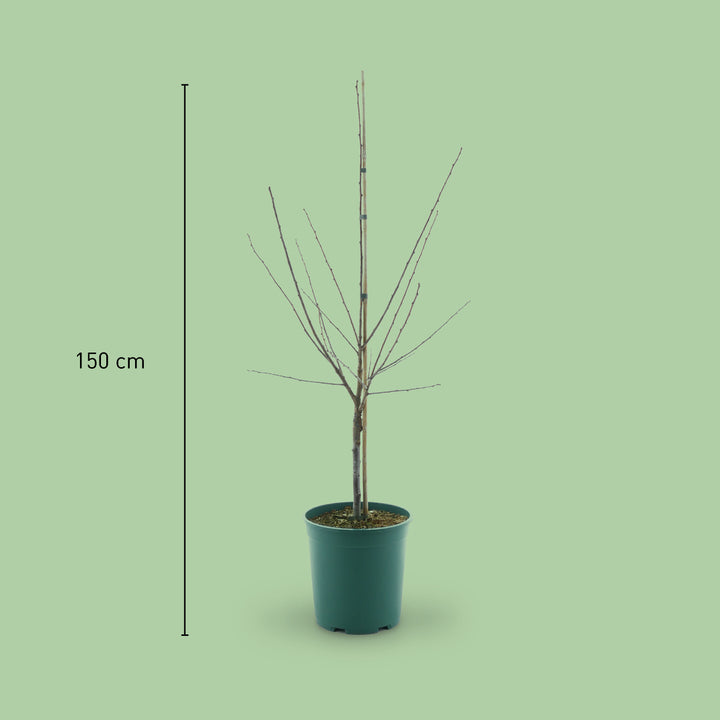 Größe des Bio-Pflaumenbaums 'Rheingold'