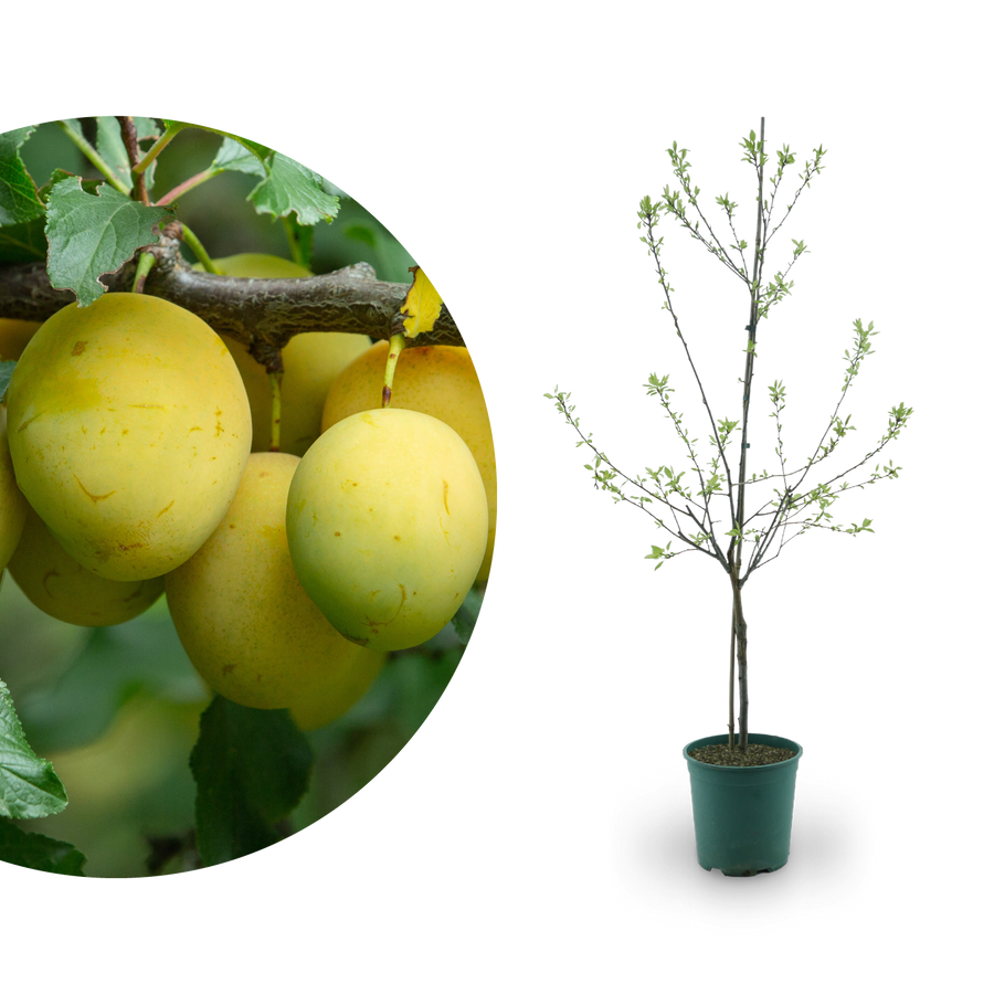 Bio-Pflaumenbaum 'Rheingold'
