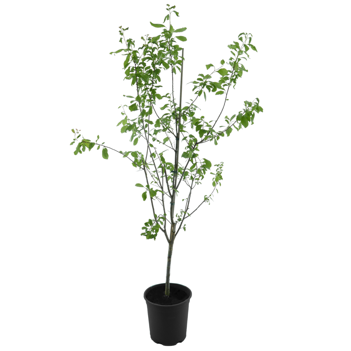 Bio-Pflaumenbaum 'Ruth Gerstetter'