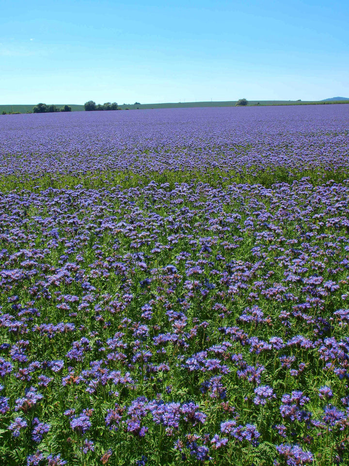 Bio-Phacelia Gründüngung-Phacelia tanacetifolia