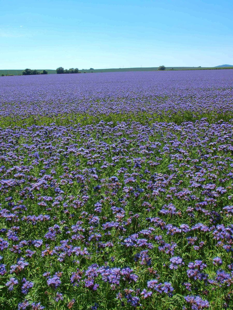 Bio-Phacelia Gründüngung-Phacelia tanacetifolia