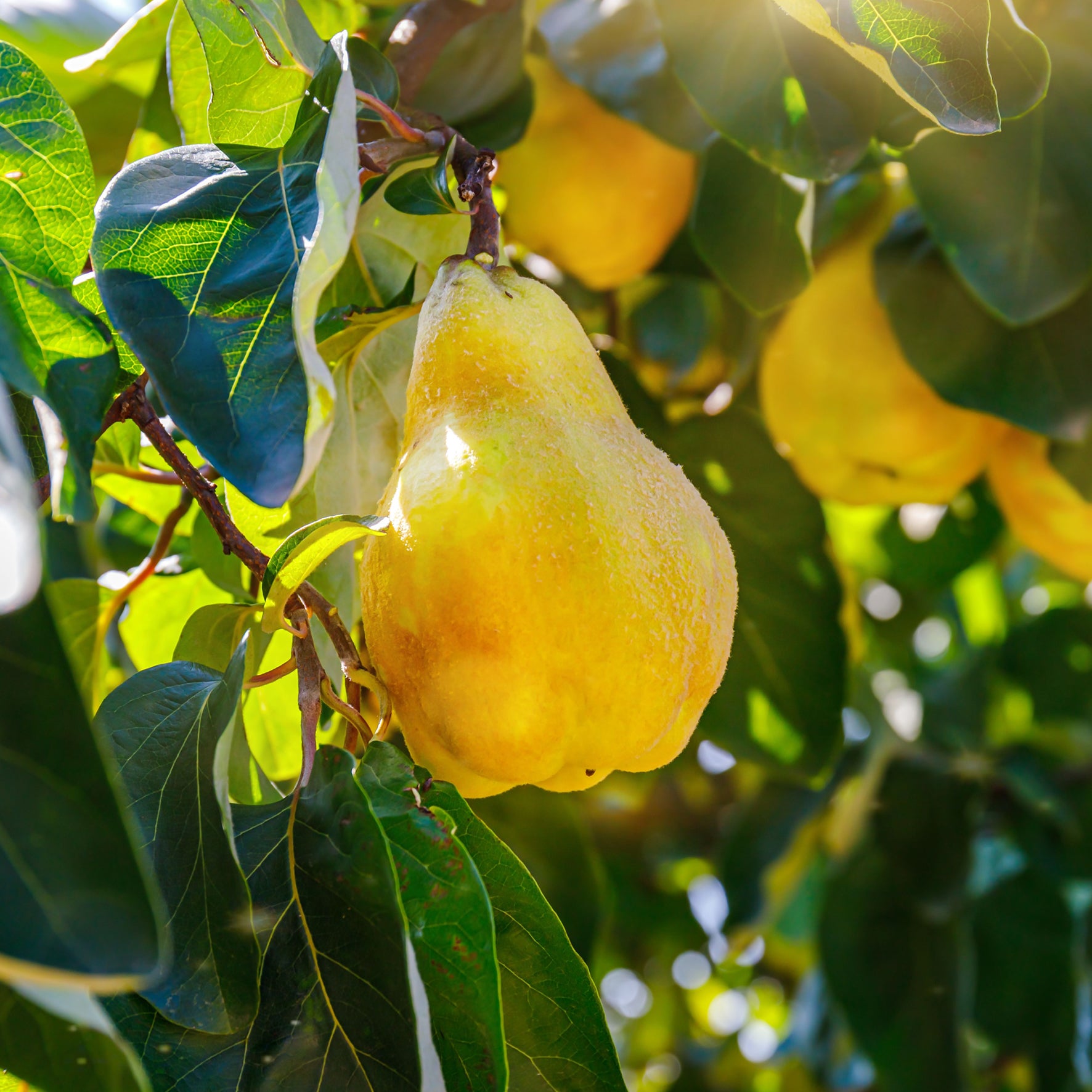 Bio-Quitte 'Bereczki Birnenquitte' im Garten