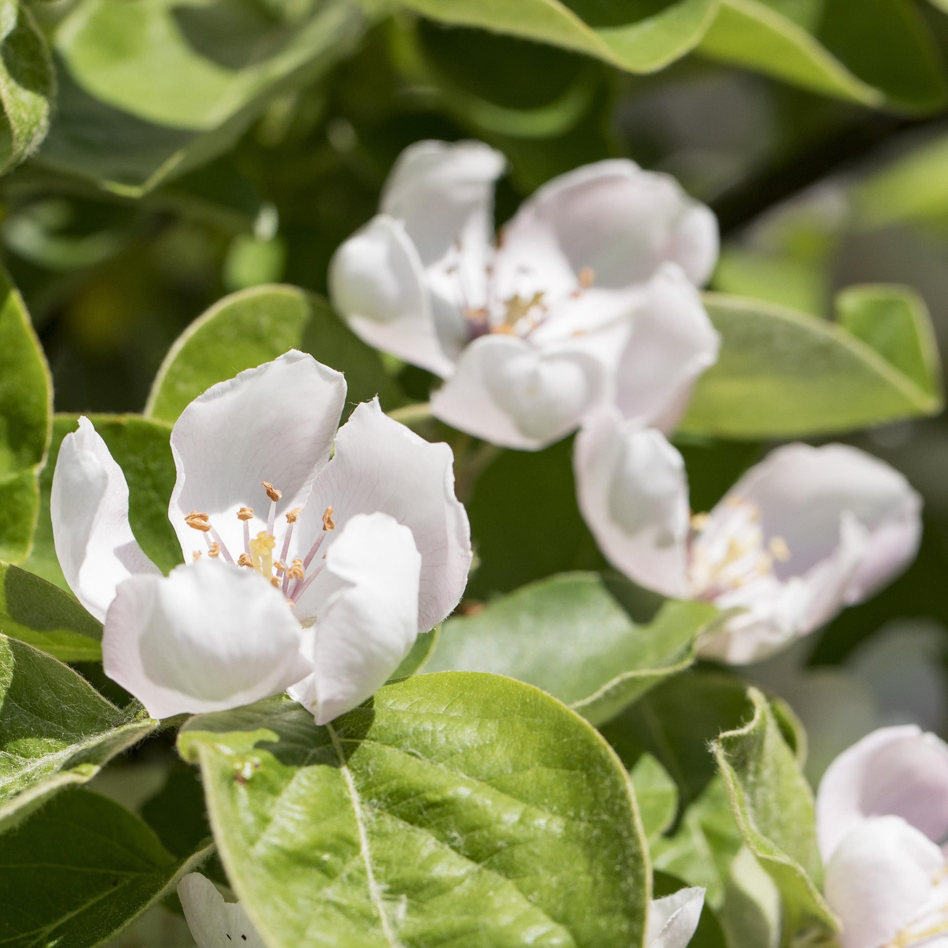 Blüte der 'Konstantinopler Apfelquitte'