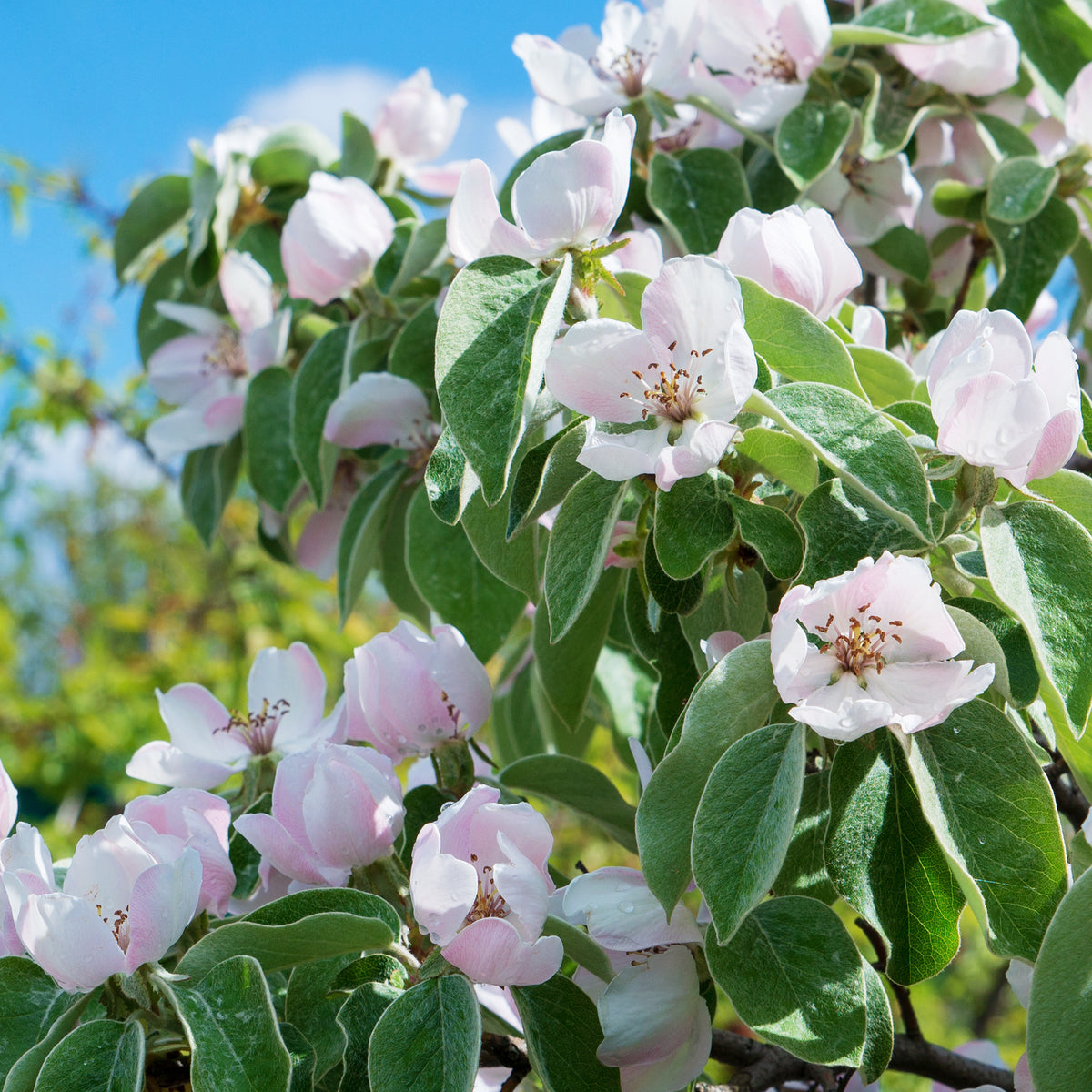 Blüte der Quitte 'Robusta'