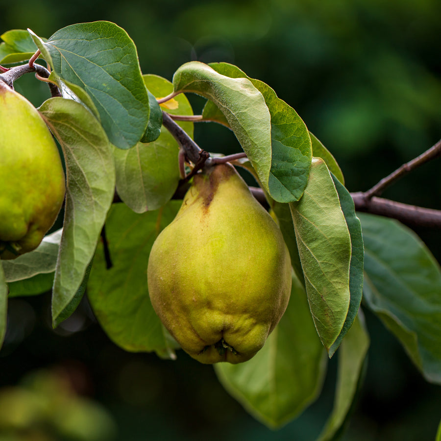 Reife 'Robusta'-Quitten