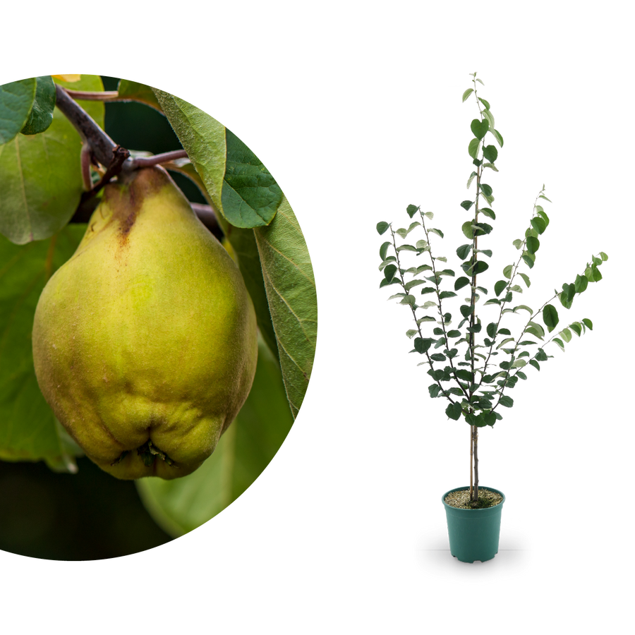 Bio-Quitte 'Robusta'