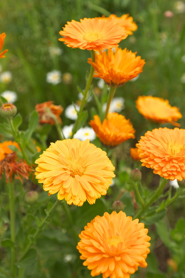 Bio-Ringelblume Orange-Calendula officinalis