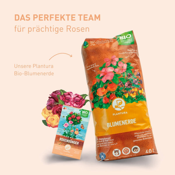 Bester Rasendünger und beste Erde für Rosen