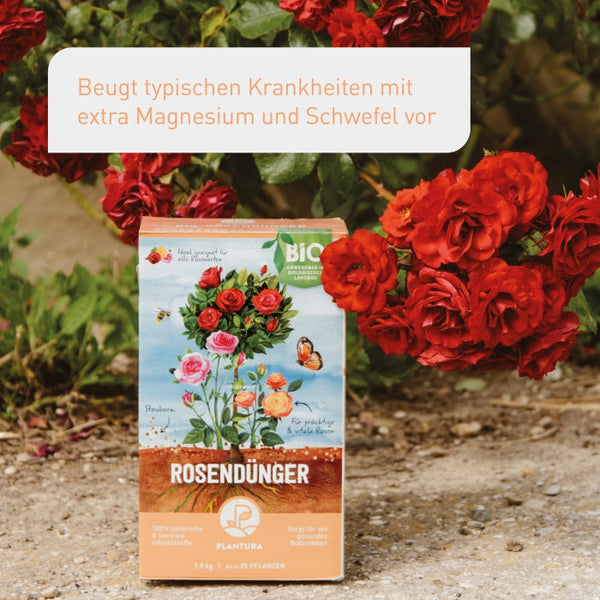 Organischen Rosendünger von Plantura für starke Rosen