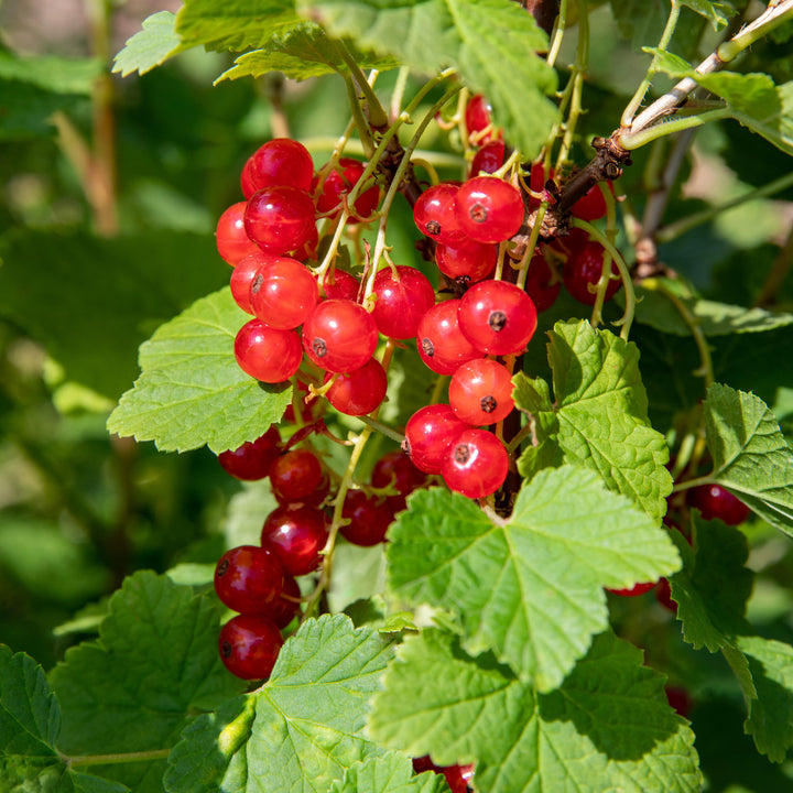 Bio-Johannisbeere 'Jonkheer van Tets' im Garten