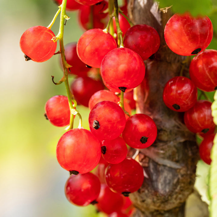 Reife Bio-Johannisbeeren 'Jonkheer van Tets' Hochstamm