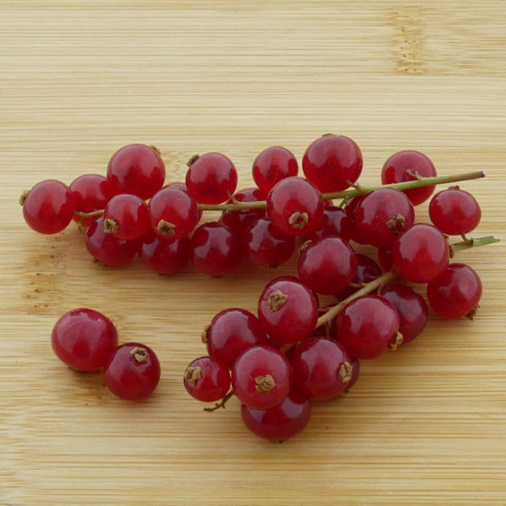 Früchte der Bio-Johannisbeere 'Jonkheer van Tets' Hochstamm