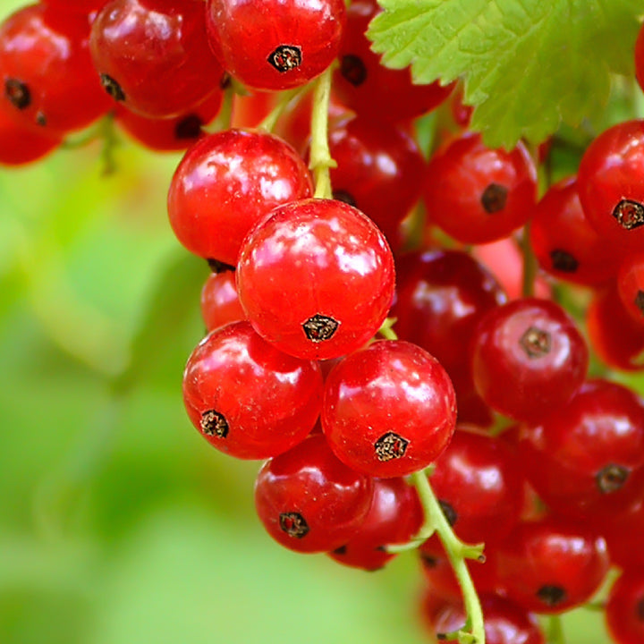 Reife Bio-Johannisbeeren 'Rovada'