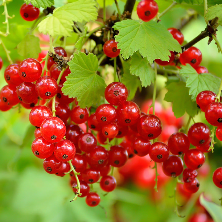 Bio-Johannisbeere 'Rovada' im Garten